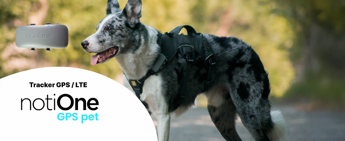 baner_pet_1464600__0780