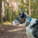 Tracker notiOne GPS PET PLUS – GPS-Tracker für Hunde und Katzen