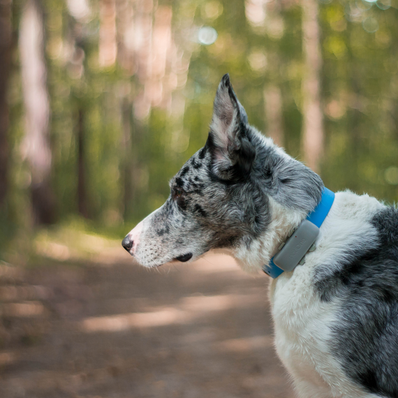 Tracker notiOne GPS PET PLUS – for Dogs and Cats