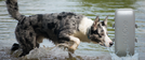 Tracker notiOne GPS PET PLUS – for Dogs and Cats